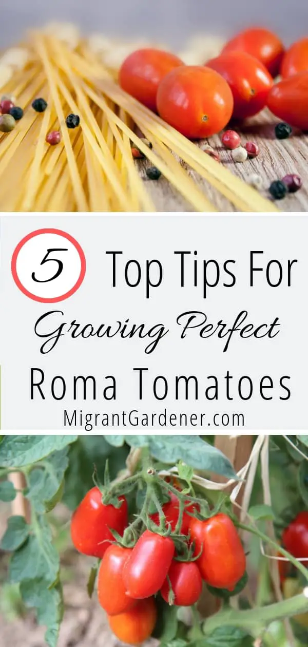 growing Roma tomatoes | growing cherry tomatoes | how to grow Roma tomatoes