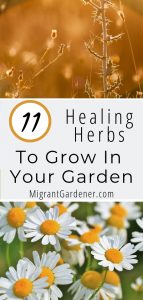 healing herbs | healing herbs for home remedies | healing herbs benefits of | herbs medicinal home remedies