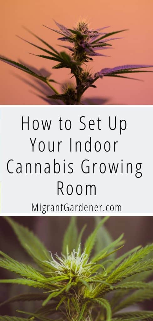 cannabis growing room | cannabis growing indoor | cannabis growing tips | cannabis growing hydroponics