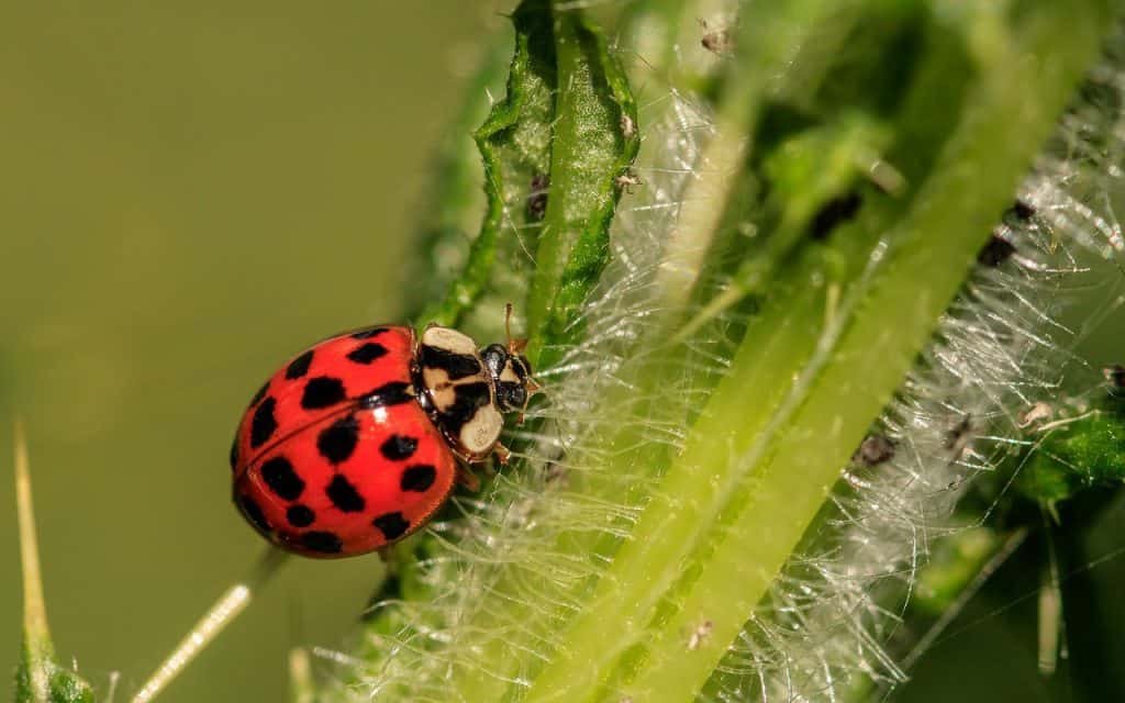 Ladybugs eat aphids on tomato plants