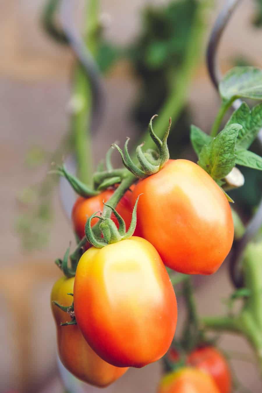 best varieties of tomatoes for containers