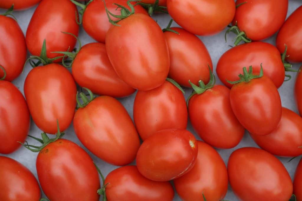 Best tomato for sauces