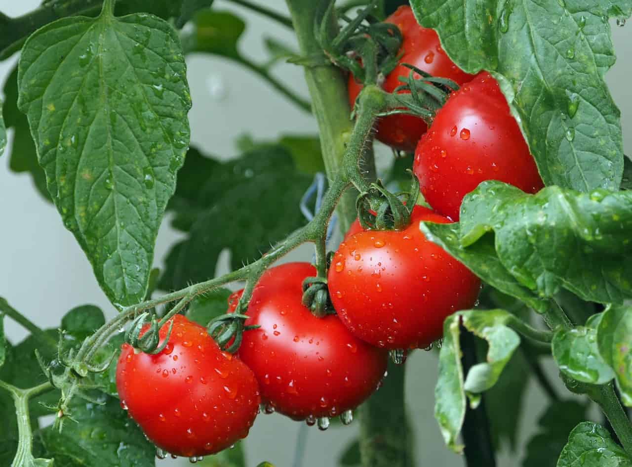 Balcony container tomatoes: growing tomatoes in pots