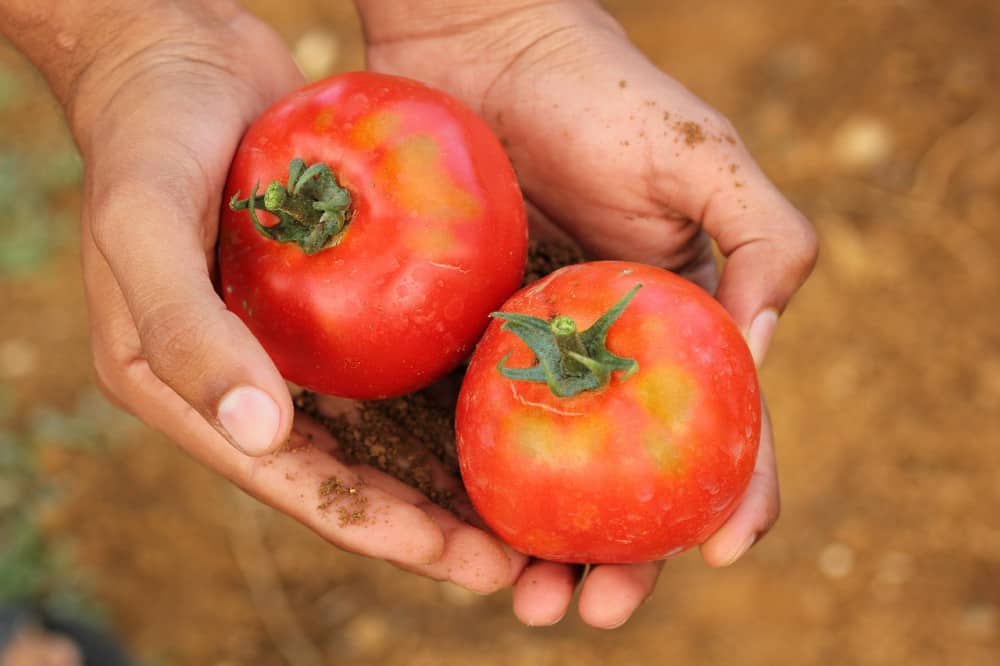 how to grow Dixie Red tomato plants