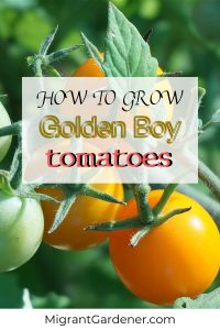 Growing 'Golden Boy' tomatoes. In this article, I list out pretty much all you need to know to have a very successful crop of 'Golden Boy' tomatoes. If you want to grow your 'Golden Boy' tomatoes indoors in containers or outdoors, you'll find out what you need to do in this post. 