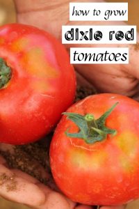 Growing Dixie Red tomatoes. In this article, you can learn how to grow perfect Dixie Red tomatoes. Grow your tomatoes in containers, in grow bags, or outdoors in your vegetable plot. 