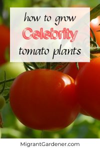 Growing 'Celebrity' tomato plants. Find out how to grow 'Celebrity' tomatoes. What is the growing height of 'Celebrity'? What can the tomatoes be used for after harvesting? What type of soil is best for <a href=