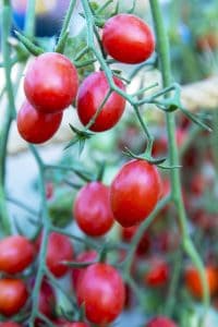 Growing Amish Paste tomatoes