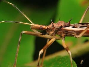 Insects that are beneficial to the garden