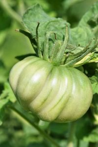 How to grow Aunt Ruby’s German Green Beefsteak tomato
