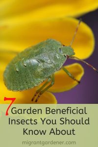 Insects that benefit tomatoes