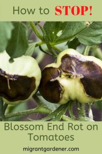 How to prevent tomato blossom end rot