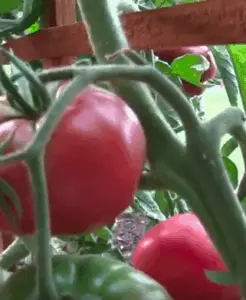Growing tomatoes in Georgia