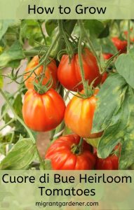 Growing Cuore di Bue Tomatoes