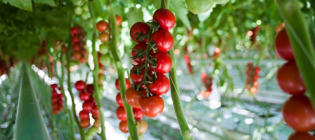 When to plant tomatoes in Georgia