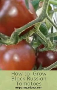 Growing Black Russian tomatoes