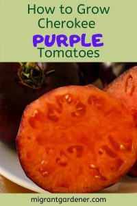 Cherokee Purple heirloom tomatoes
