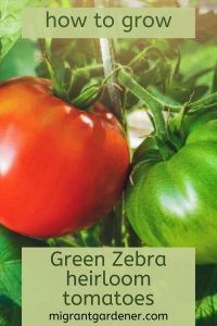 Growing Green Zebra tomatoes