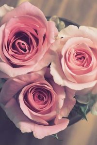 how to revive wilting roses