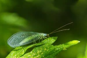 Insects that benefit tomato plants