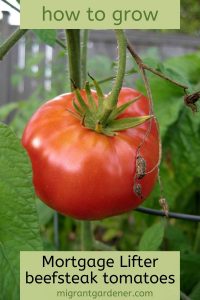 Growing Mortgage Lifter beefsteak tomatoes