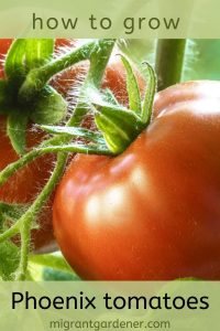 Phoenix Tomato - Best tomatoes for hot climates