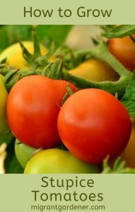 How to grow Stupice heirloom tomatoes
