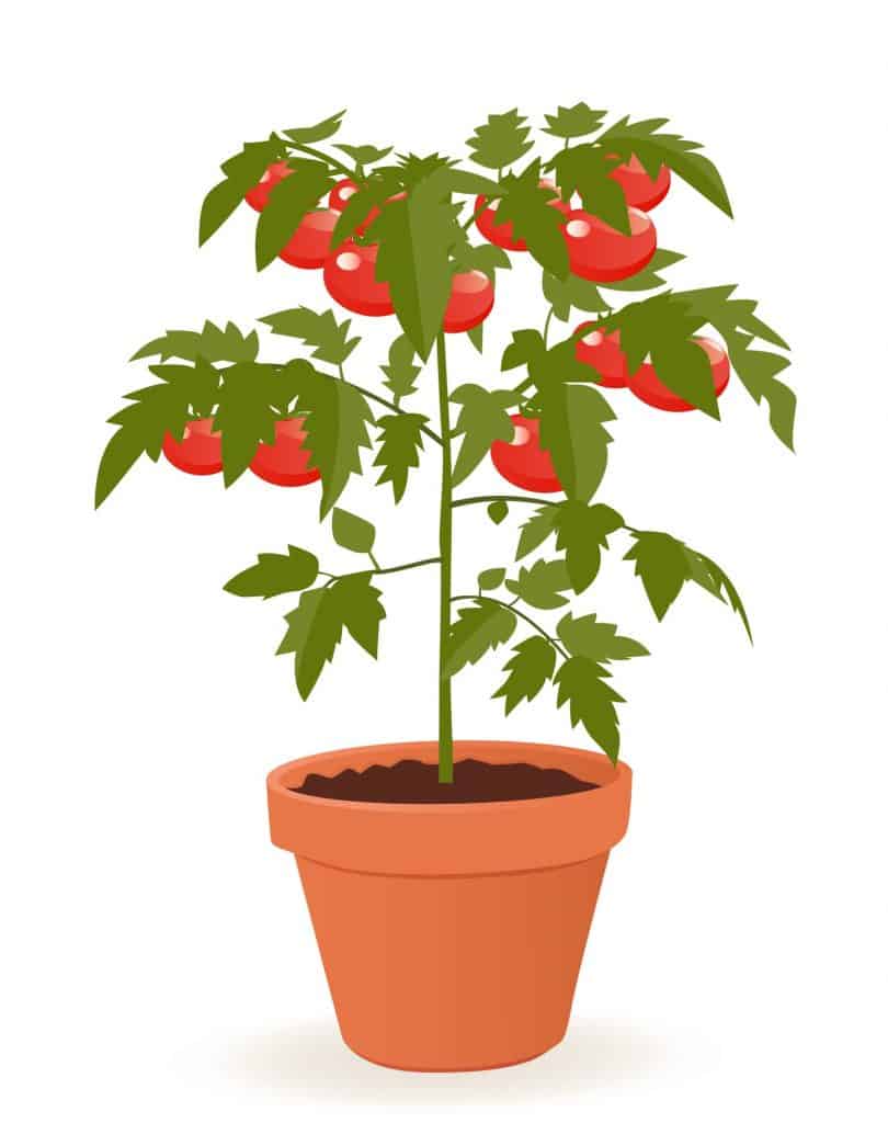 How to grow tomatoes in Hawaii