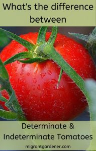 The differences between indeterminate and determinate tomato plants