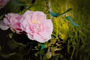 Which month to prune roses in northern California