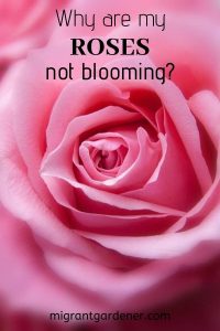 Why do roses not bloom