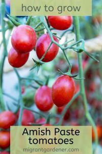 how to grow Amish Paste heirloom tomatoes