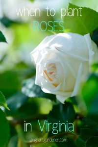 When do you plant roses in Virginia