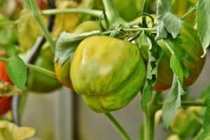 When to plant tomatoes in Tampa