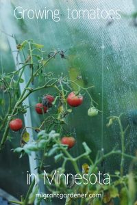 How do I grow tomatoes in Minnesota