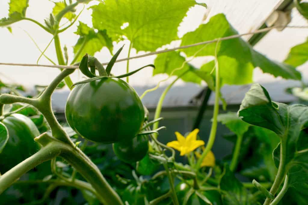 Grow tomatoes in Ohio