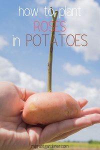 How to Propagate Roses in Potatoes