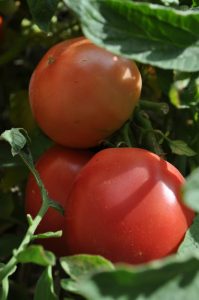 Planting tomatoes in Georgia