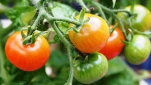When to plant tomatoes in Indianapolis