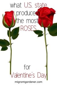 What US State Produces the Most Red Roses for Valentine's Day
