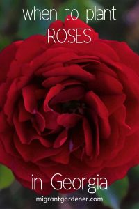 When should I plant roses in Georgia