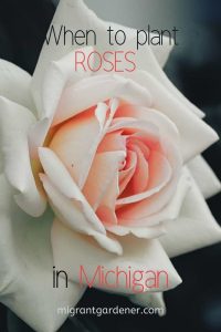 When should I plant roses in Michigan