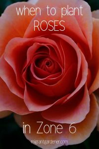 what month do I plant roses in Zone 6