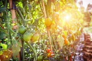 Growing tomatoes in Oregon