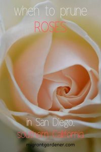 when do I prune roses in San Diego