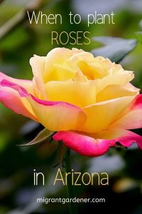 When do you plant roses in Arizona