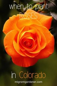 When should I plant roses in Colorado