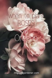 When should I plant roses in Oregon