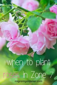 When do I plant roses in Zone 7
