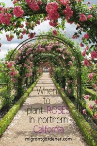 When should I plant roses in northern California